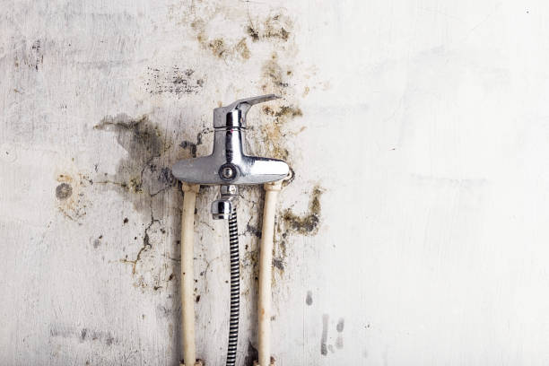 Best Best Mold Removal Companies  in Cave Spring, VA