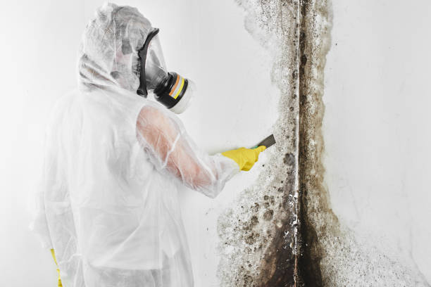 Best Mold Damage Repair  in Cave Spring, VA