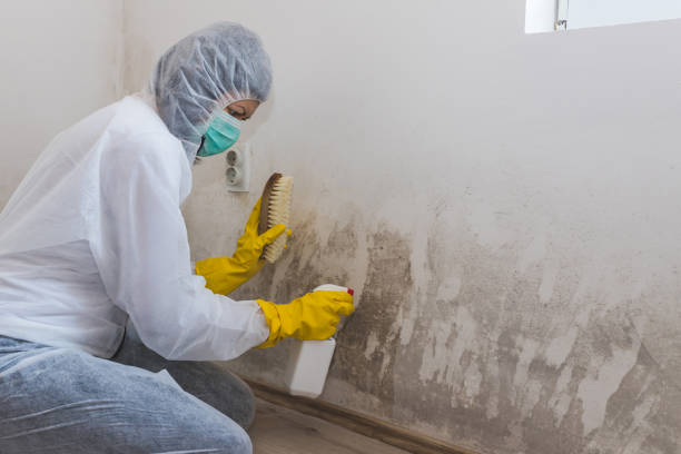 Best Toxic Mold Removal  in Cave Spring, VA