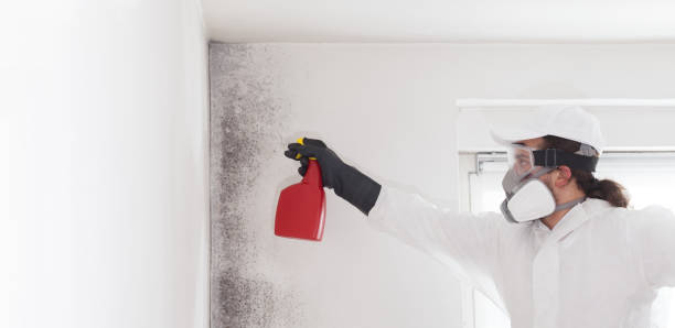 Mold Removal Process in Cave Spring, VA
