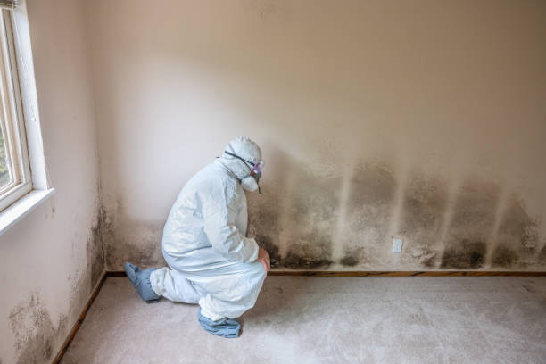 Office Mold Removal Services in Cave Spring, VA