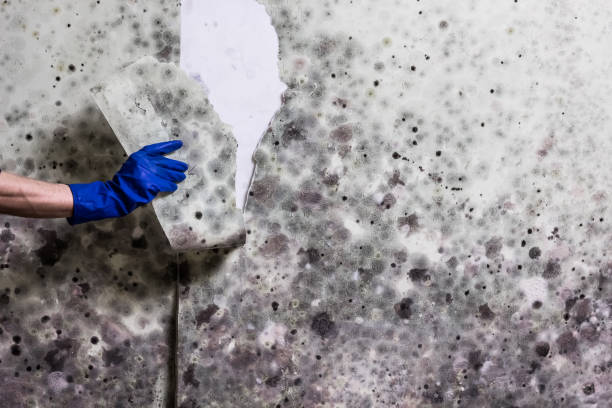 Best Mold Testing  in Cave Spring, VA