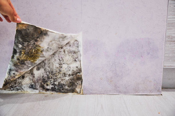 Best Mold Removal and Inspection  in Cave Spring, VA